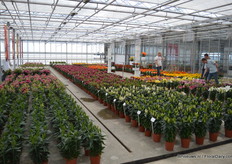 In de showkas bij Lily Looks