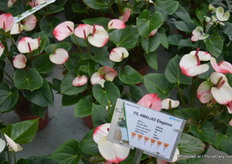 Een van de nieuwste innovaties bij Rijnplant