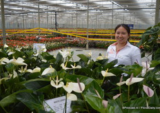 Chao Yi Lin tussen de planten op locatie in De Lier