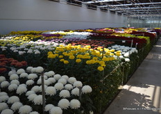 Bij Armada in de showkas. Op de voorgrond de pluischrysanten