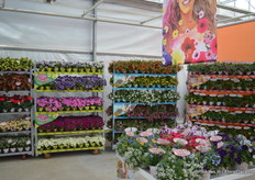 Planten in het 'Confetti Garden' concept