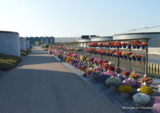 De oprit bij Fides was voor de gelegenheid flink versierd