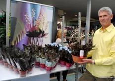 Sander van der Zwet toont de aardorchidee Ludisia Discolor die bij Earth Orchids geleverd wordt in potmaat 12 en schaal 23, in drie verschillende verpakkingen. Het seizoen is net weer begonnen.