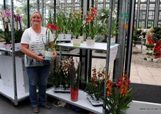 Kwekerij Meeslouwer is gespecialiseerd in diverse exclusieve orchideeen als de Miltionia, de Cambria en de Oncidium.