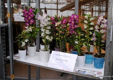 De cymbidiums van De Hoog Orchideeën