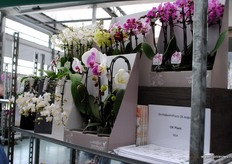 De gevormde planten van OK Plant