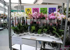 Een deel van het assoritment van J. van Daalen orchideeen.