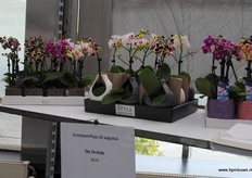 Sky Orchids, met de Style-producten