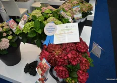 Een van de winnaars in de categorie 'beste nieuwigheid': de diep rode hortensia uit de Magical serie van Kolster
