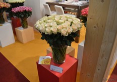 De 'Charmant' is een exclusieve 'peach-champagne' roos van veredelaar Kordes, die exclusief door Elgon geproduceerd wordt.