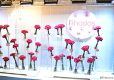 Eveneens bij de ingang, een wand met Rhodos rozen, een varieteit van De Ruiter