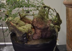 Een wel heel bijzondere en zeldzame plant..