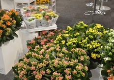 De Calandy's is een nieuwe lijn kalanchoës van Dümmen Orange