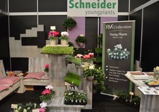 Kijkje in de stand van Scheider Youngplants