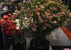 Een van de noviteiten: de Raffine.