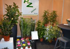 Peter Zuidgeest van PZ planten toonde het aanbod kamerplanten voor aankomend seizoen