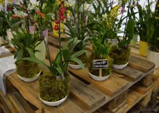 Een van de nieuwe ideeën betreft de Forest Orchid, een back to nature idee waarbij de pot praktisch verdwenen is