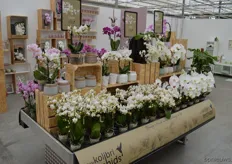 Deze tafel heeft een klant in zijn winkel gezet en heeft daar - aldus Thijs - geen spijt van. Zijn verkoop van orchideeën zou er flink mee zijn gestegen.