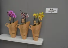 Onder de titel DOG, Dutch Orchid Growers, lanceerde Piet Vijverberg al weer enige maanden geleden de CarryMe, een handige consumenten/cadeau verpakking. Het concept wordt gevoerd in samenwerking met Levoplant