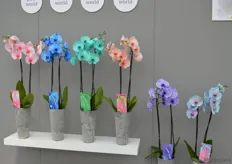 Daarnaast heeft Vijverberg nog een project lopen met het kleuren van orchideeën. Hiervoor wordt de White World gebruikt