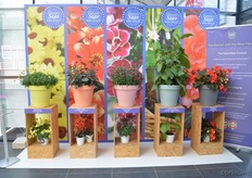 The FleuroStar entries.