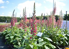 The Digitalis Foxlight of Florensis. This digitalis is more compact than the standard digitalis. No seed setting is a very important benefit of this variety. Besides that, the plant has many branches, flowers throughout the summer and is available in four colors.