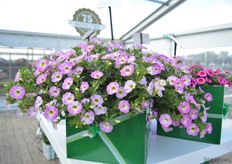 The Pink Sorbet is the new calibrachoa in the Chameleon series of Florensis. Throughout the season, the flowers of the plants in this series change color. Currently, the series consists of 8 colors.