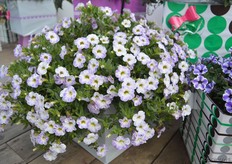The lavender Sorbet is the new calibrachoa in the Chameleon series of Florensis. Throughout the season, the flowers of the plants in this series change color. Currently, the series consists of 8 colors.