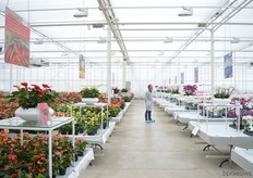 The novelties of Anthura.