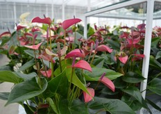 The Circano of Anthura.