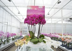 The Stellenbosch of Anthura. This orchid has a deep purple color with a velvet look.