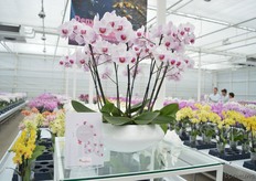 The Denver of Anthura. It is a productive variety with typical veins.