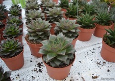 In the Succulents, one of the new varieties of Dümmen Orange is the Echeveria Purpureum. This variety stays compact, has some red shades, is strong and does not have to be watered often.