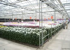 Visitors could also take a look at the cut chrysanthemums of Dümmen Orange during the FlowerTrials.
