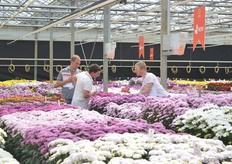Visitors looking at the cut chrysanthemums of Dümmen Orange.