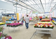 The FlowerTrials location of Brandkamp.