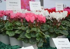 The Facila Winter and Summer of Varinova. This new series replaces the Musical series of Varinva. The Facila Winter is a bit more rough and the Facila Summer has a more round plantstructure.