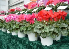 The Contiga of Varinova. This cyclamen (potsize 12-15) is the successor of the Maxora of Varinova. This variety is a more compact, has large flowers, is stronger and has thicker stems.