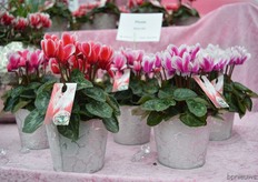 The shine Picola of Varinova. Now, the entire miniseries is also available in shine. These flowers in of these varieties have white edges.