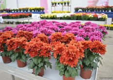 The Vido Red of Brandkamp. This is a new color in the Vido series, which now consists of two colors.