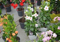 The White and Pink Star is a new variety in the Tourmaline series of DHMI. This variety has big flowers and leaves and has a star shaped white flower with a star shape pink center.