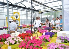 The FlowerTrials location of Schneider youngplants.