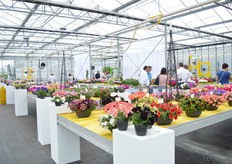 The FlowerTrails location of Schneider Youngplants.