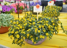 The Sanvitalia Sundeance of Scheider. This new variety has a typical trailing growth; it is not that compact. The flowers are also a bit bigger than of the standard Sanvitalia.