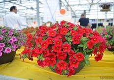 The Calibrachoa Kali Real Red of Schneider. According to Jacob Schneider, dark red is a special color in calibrachoa.