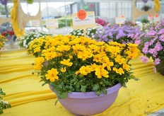 The Bidens Golden Empire of Schneider Youngplants. The stems of this bidens are a bit longer and the leaves are a bit larger than of a standard bidens.