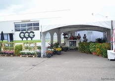 Jonge Planten Grünewald.