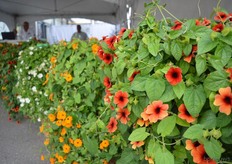 The Thunbergia Flame of Jonge Planten Grünewald. This is a new color in their Thunbergia series. It is available as hanging plant as well as climbing plant.