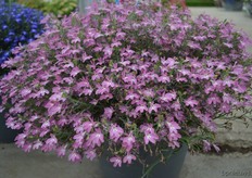 The Lobelia Old Rose of Jonge Planten Grünewald. This Lobelia has a ball shape and flowers all summer long. The old rose color of the flowers is a new color in the Lobelia series of Jonge Planten Grünewald.