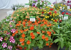 The Torelus of Jonge Planten Grünewald. This is an existing line. Special about this line is its orchid colors and flower shape.